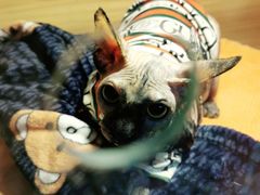 -喵百万·布偶·蓝金金渐层英短·猫舍(百子湾店)