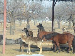 -西安秦岭野生动物园