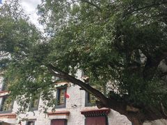 -古树酸奶(八廓南街店)