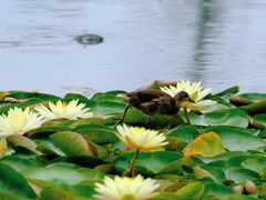 -白鹭湾湿地公园