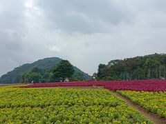 -广州市石门国家森林公园