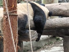 -都江堰中华大熊猫苑