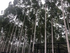 -桉树林A coffee 森林餐厅(三圣乡店)