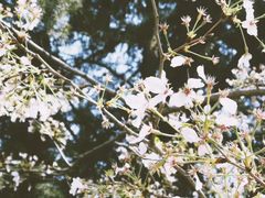 -武汉大学-樱园
