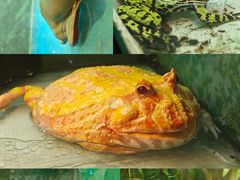 -上海大自然野生昆虫馆