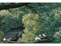 -西园寺