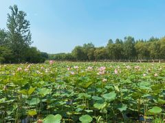 -东郊湿地公园