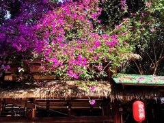 -香叶草中餐厅(川白楼店)