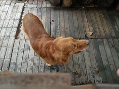 -野蔓果·山野菜(西湖景区·龙井茶田店)