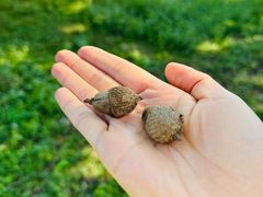 -国家植物园南园