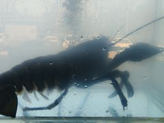 景观位-东海章鱼馆(恒瑞街店)