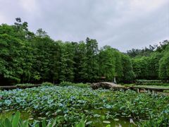 -深圳仙湖植物园