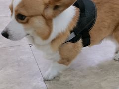 -美联众合动物医院·24h转诊中心