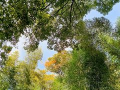 -上海佘山国家森林公园天马山园