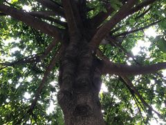 -广州神农草堂中医药博物馆