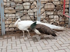 -青藏高原野生动物园