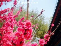 -莲花池公园