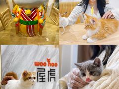 -屋虎猫馆(宝安大仟里店)