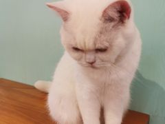 -猫小院猫主题餐厅(三里屯店)