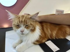 -喵园·猫主题咖啡厅·撸猫·猫咖(国贸店)