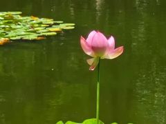 -陈家山荷花公园