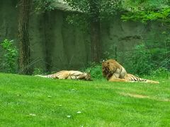 -北京野生动物园