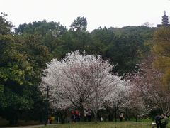 -苏州上方山国家森林公园