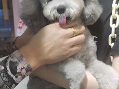 -FAELING PETS美天灵宠物(富力广场店)