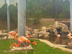 -沈阳森林动物园