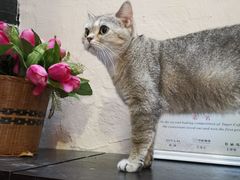 -猫色咖啡·猫咖