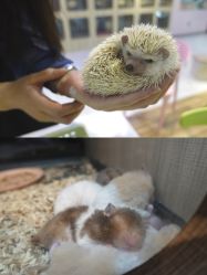 -Moni星球萌宠·小马宝莉·灵蛇·高端高阶全萌宠互动体验俱乐部(红豆国际广场店)