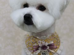 -乐琪宠物(青塔西路店)