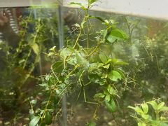 -上海昆虫博物馆