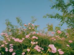 -石家庄市植物园