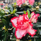 废墟中的烂漫花园[玫瑰][凋谢]