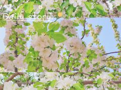 -海棠花溪(元大都城垣遗址公园)