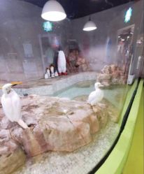 -七巧国萌宠乐园(龙湖天街店)