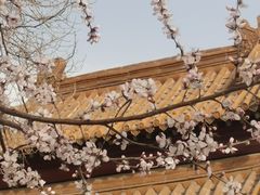 -桃花堤公园