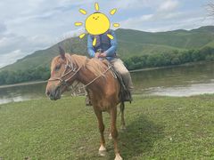 -额尔古纳黑山头绿野马帮骑马场