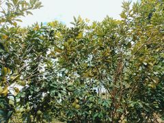 -西双版纳基诺山寨