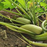 下乡抢菜