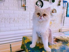 -平行世界·猫咖(首经贸店)