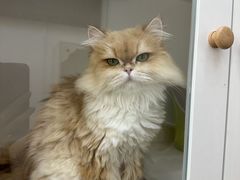 -青奢宠物·青奢猫舍