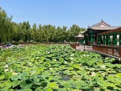 -莲花池公园