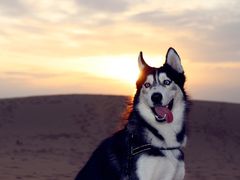 -亿利库布其七星湖沙漠生态旅游区