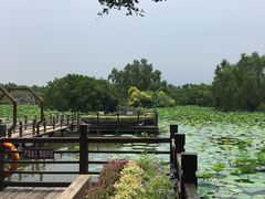 -大湾区中央湿地公园