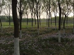 -东郊湿地公园