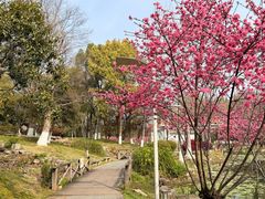 -月湖风景区