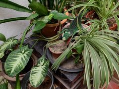 -Fujiyama Jeans & Tokyo No.18