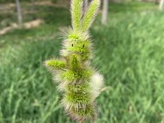 -天津东丽湖风景区